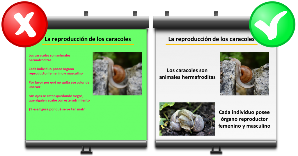 la reproduccion de los caracoles fotos