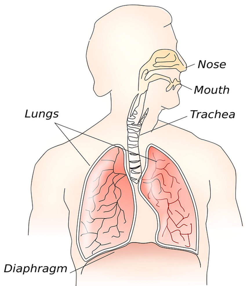 cuales son las fases de la respiracion